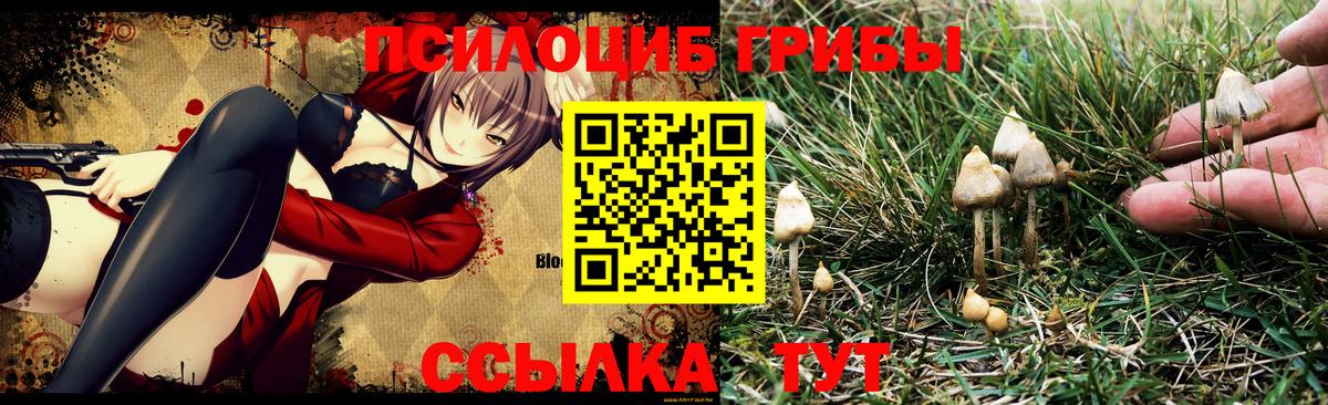 Елабуга  Галлюциногенные грибы Psilocybine cubensis  Вход с VPN 